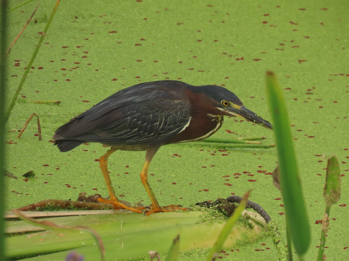 Green Heron - ML620720276