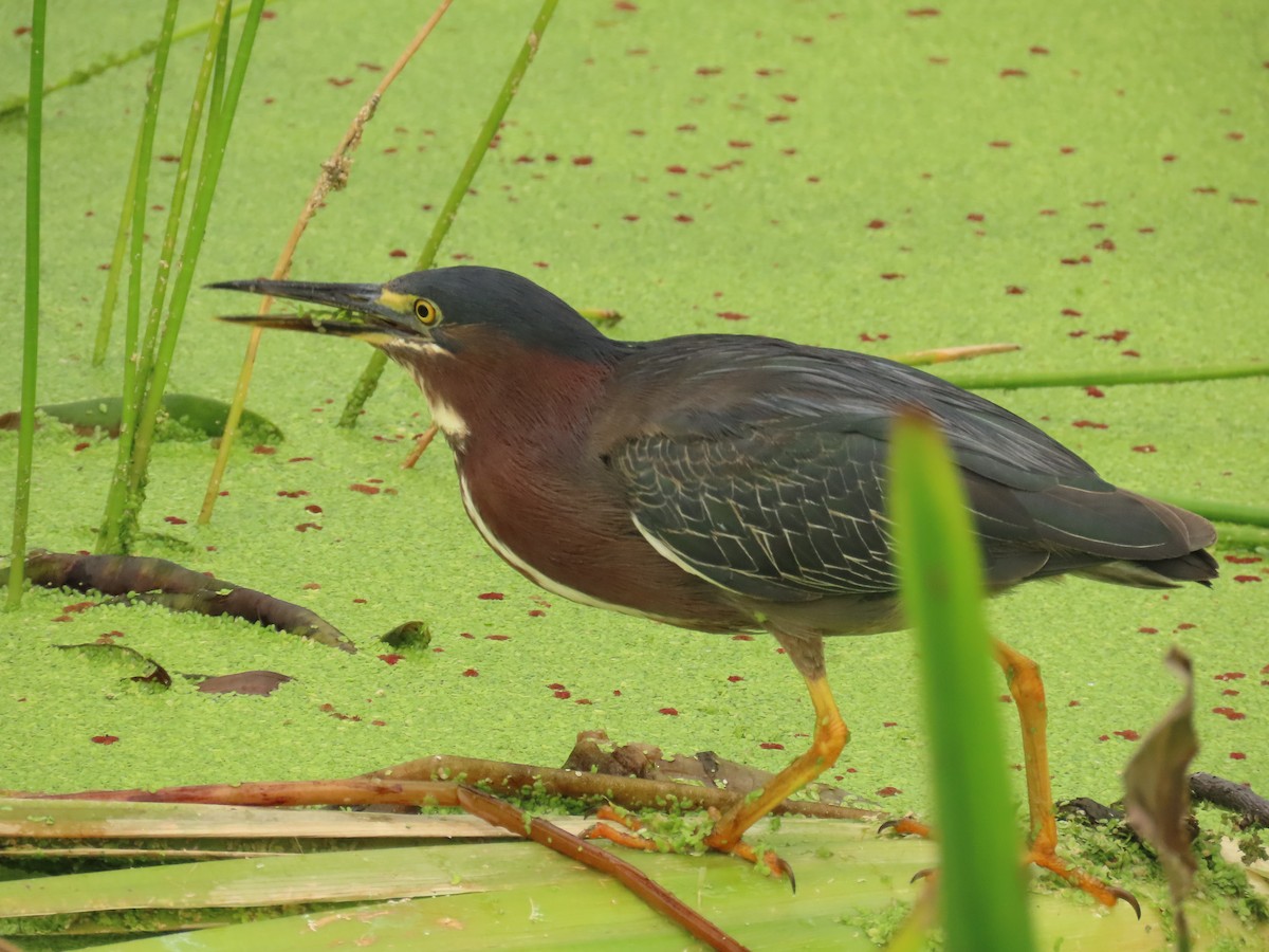 Green Heron - ML620720277