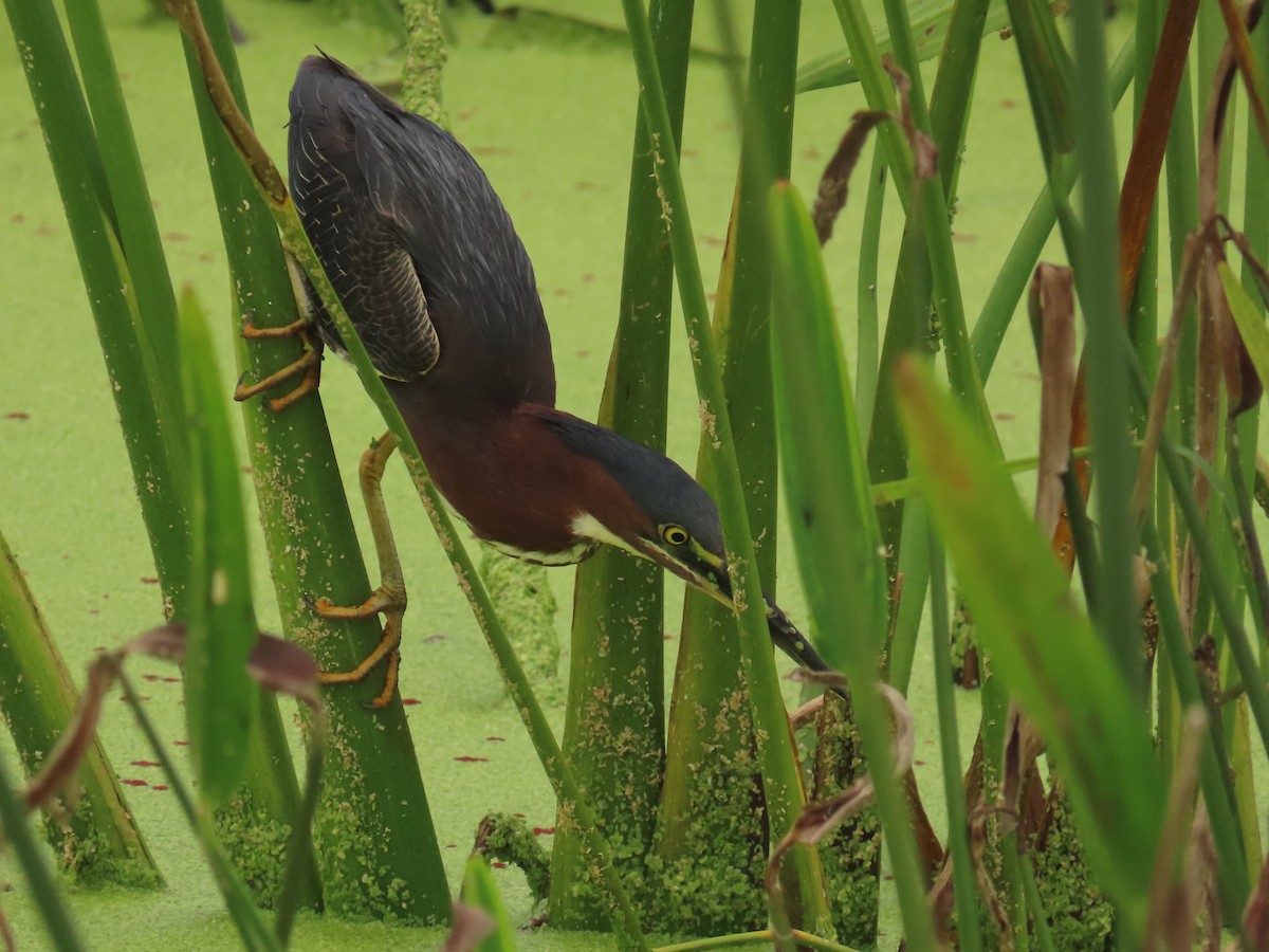 Green Heron - ML620720278