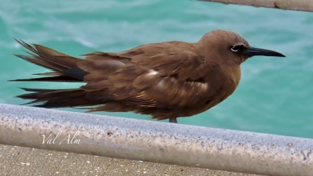 Brown Noddy - ML620720280