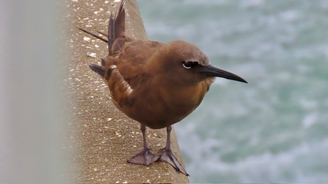 Brown Noddy - ML620720282