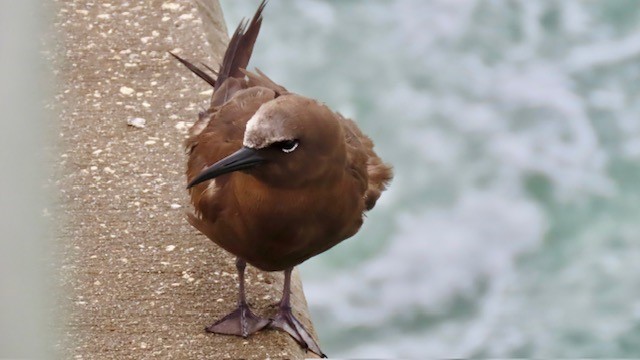 Brown Noddy - ML620720283