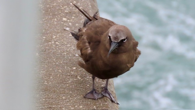 Brown Noddy - ML620720284