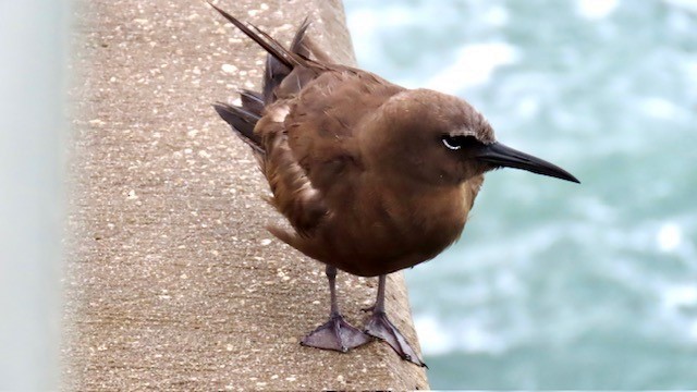 Brown Noddy - ML620720285