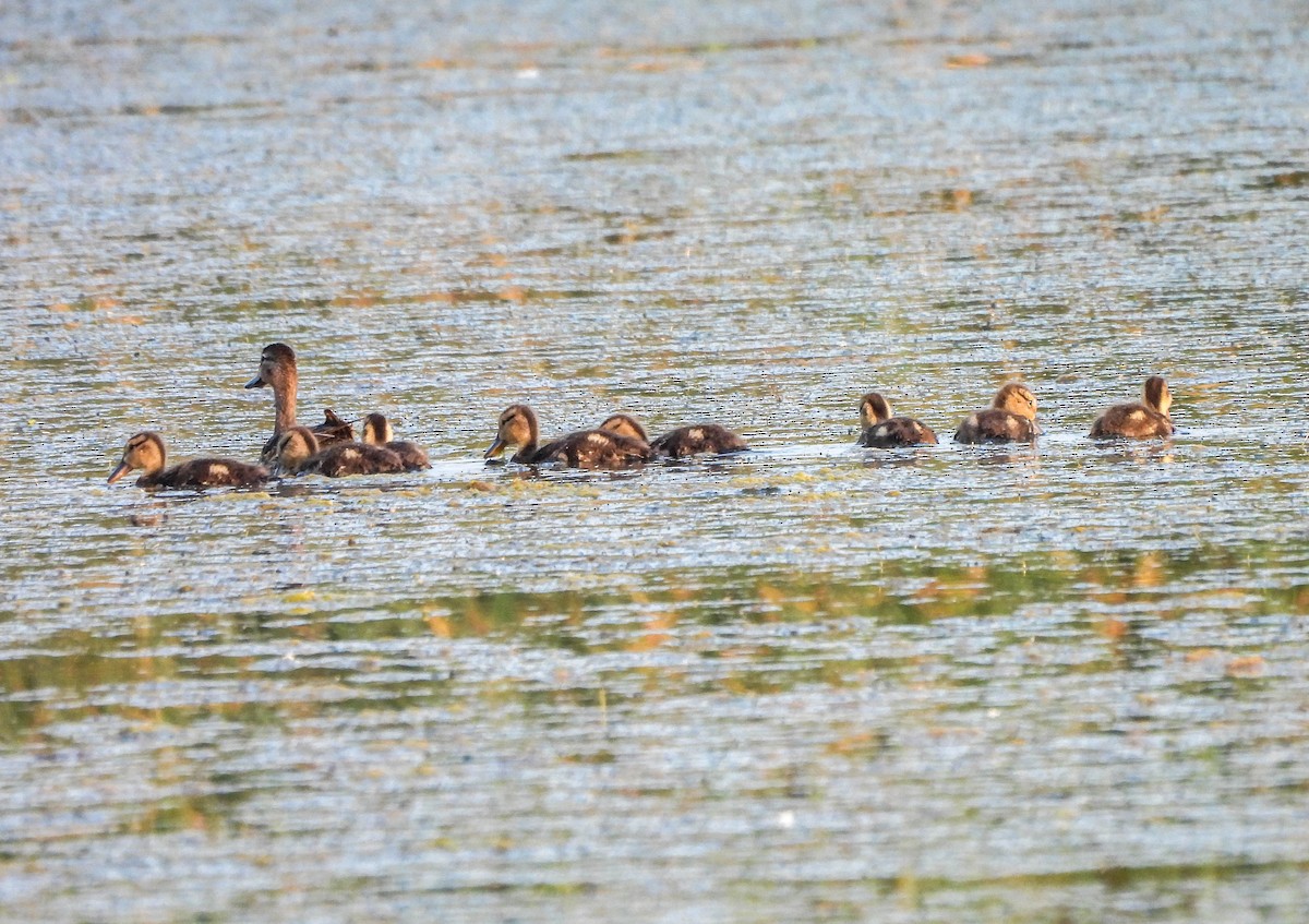 Blue-winged Teal - ML620720286