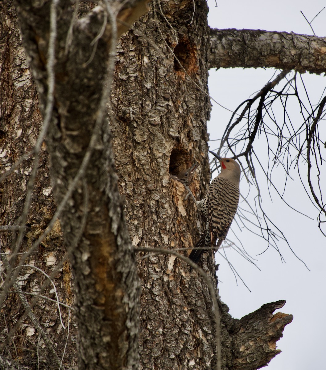 Northern Flicker - ML620720288