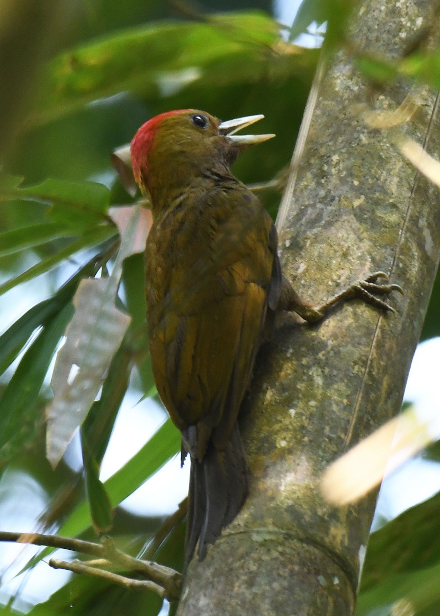 Bamboo Woodpecker - ML620720289