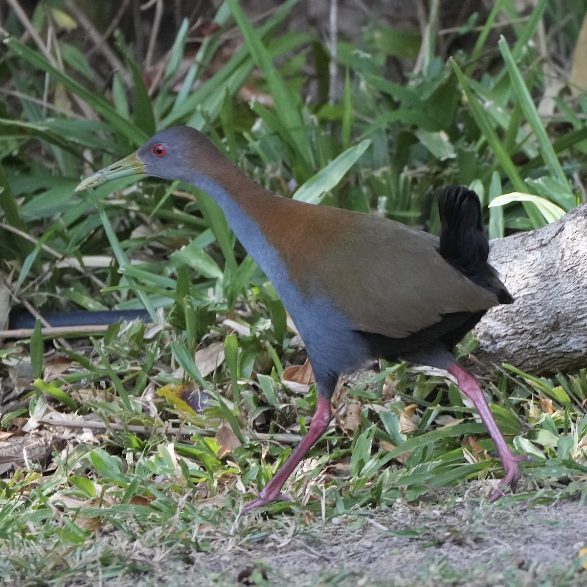 Slaty-breasted Wood-Rail - ML620720290