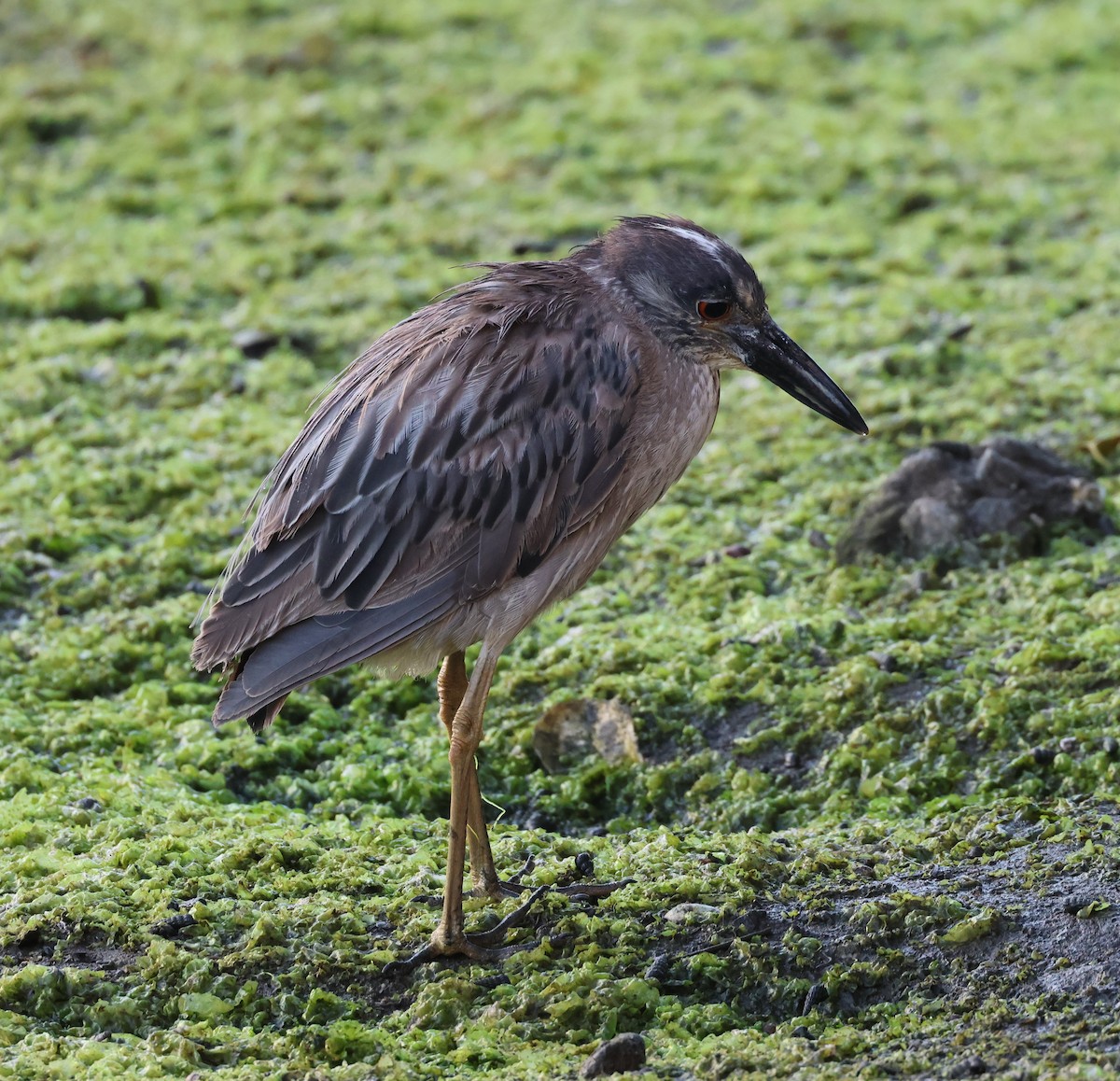 Yellow-crowned Night Heron - ML620720291