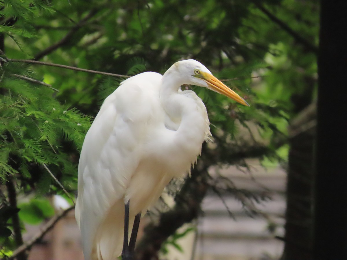 Great Egret - ML620720292