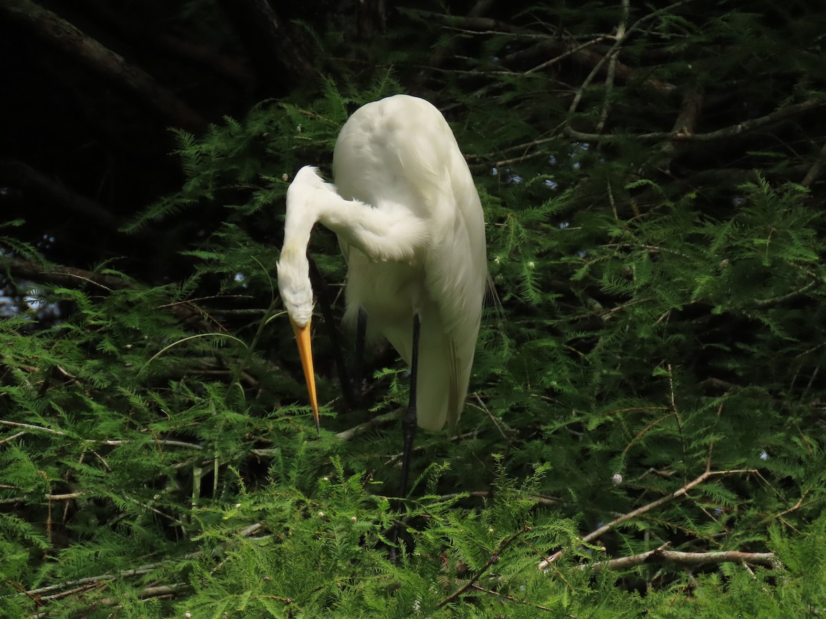 Great Egret - ML620720293