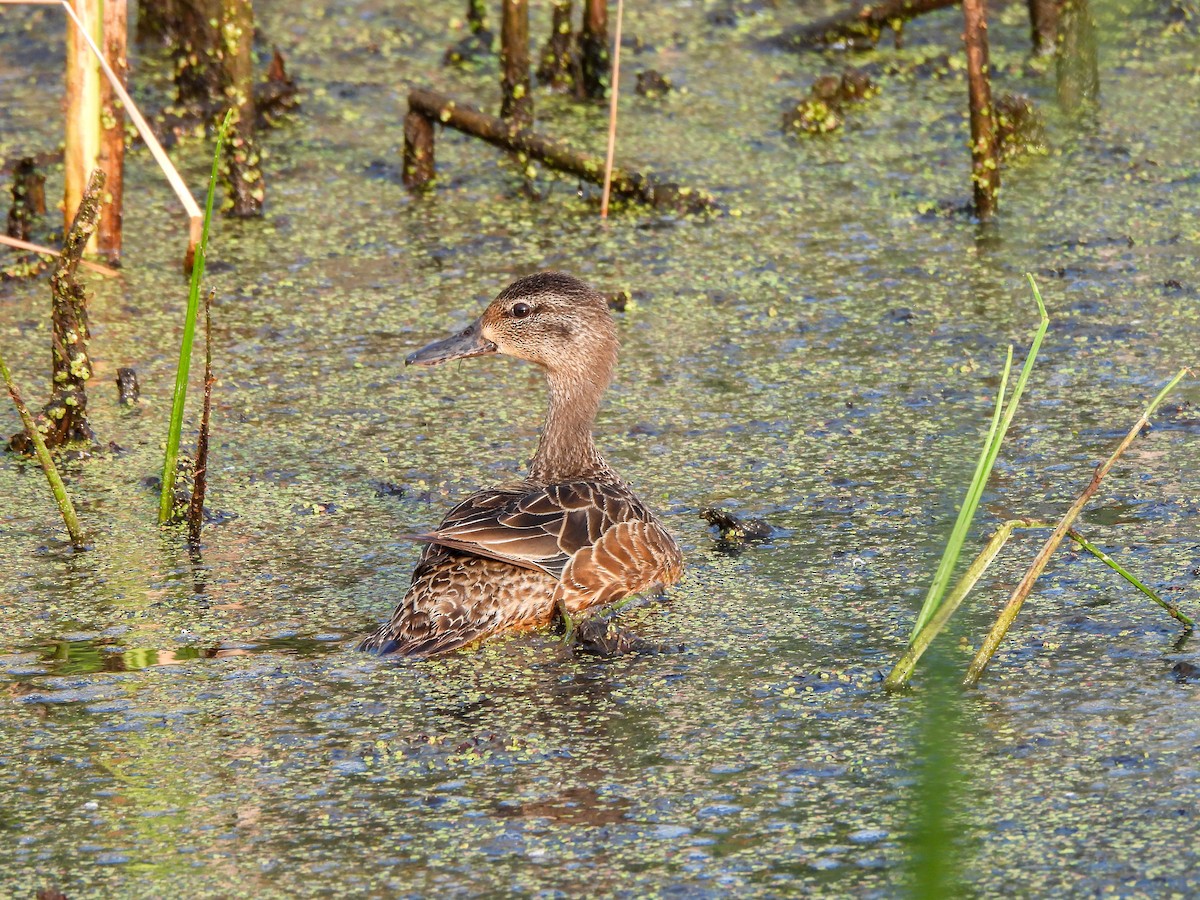 Blue-winged Teal - ML620720294