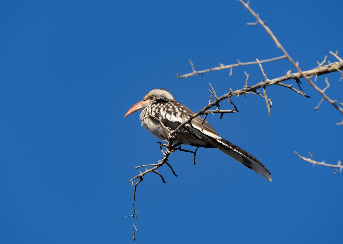 Damara Red-billed Hornbill - ML620720296