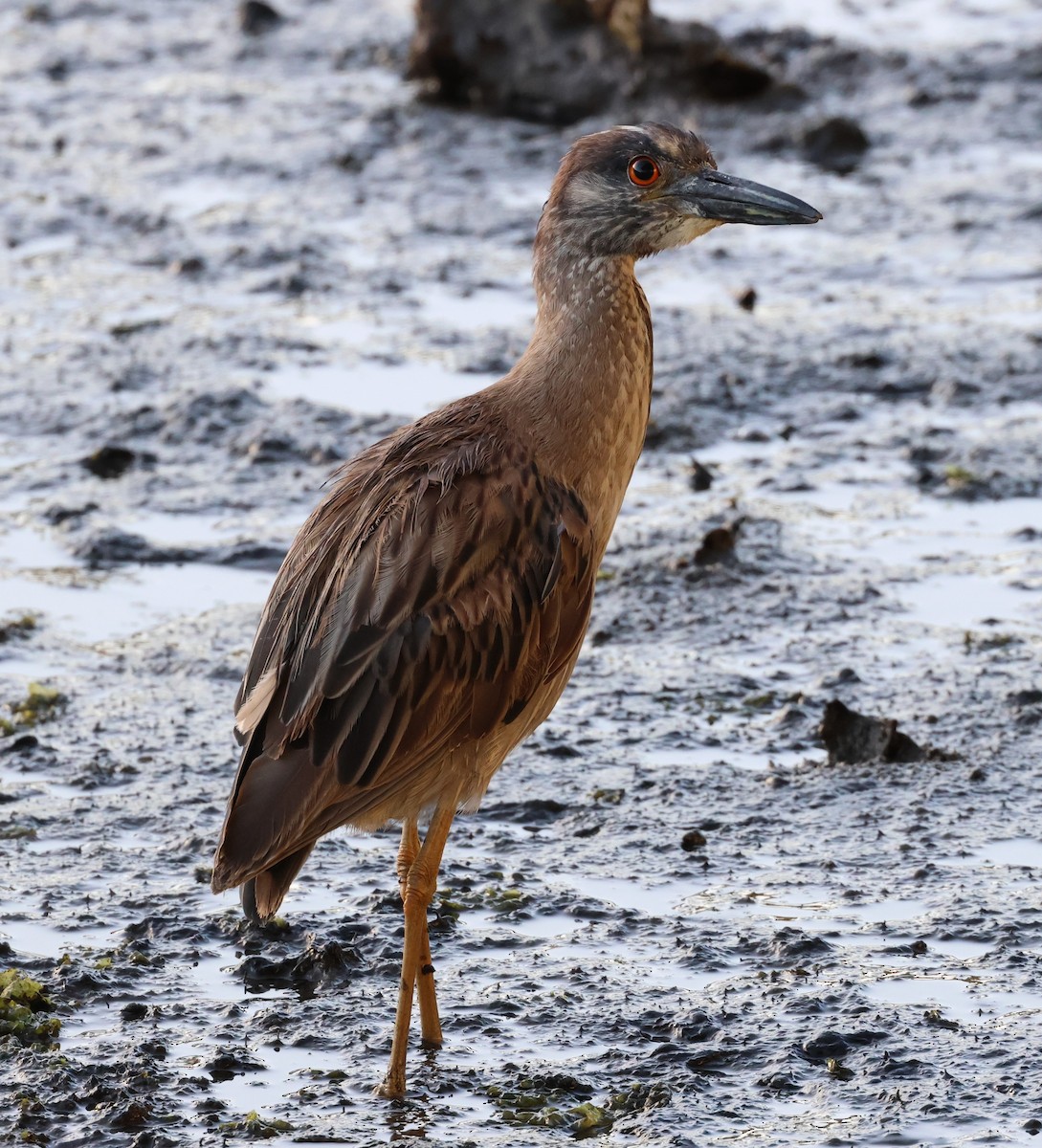 Yellow-crowned Night Heron - Jon Fisher