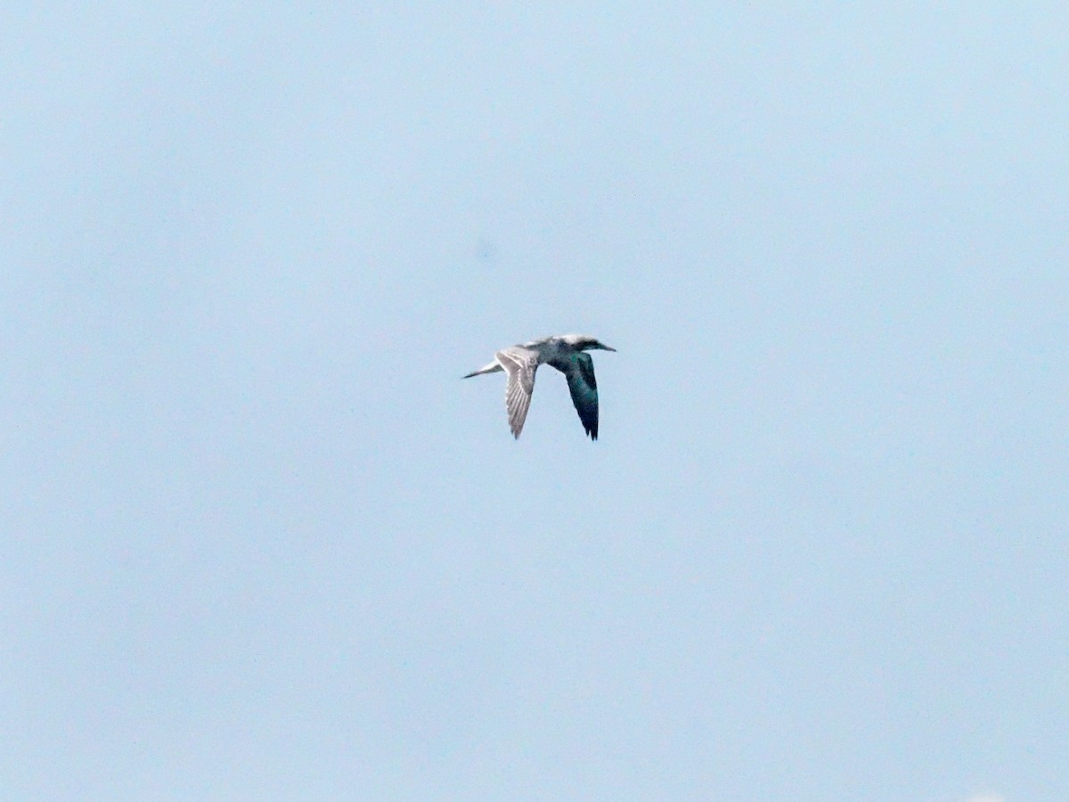 Australasian Gannet - ML620720298