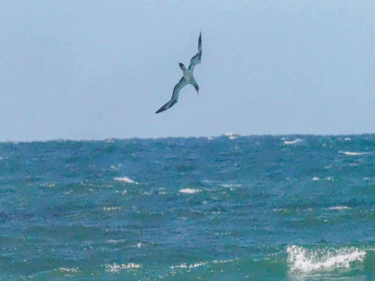 Australasian Gannet - ML620720300