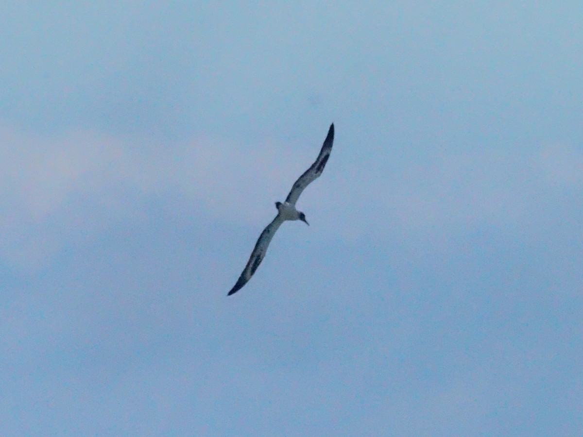 Australasian Gannet - ML620720301