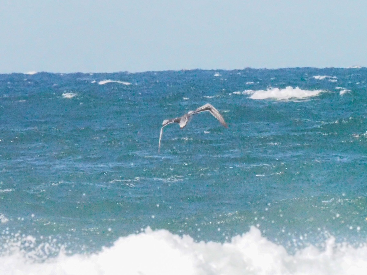 Australasian Gannet - ML620720302