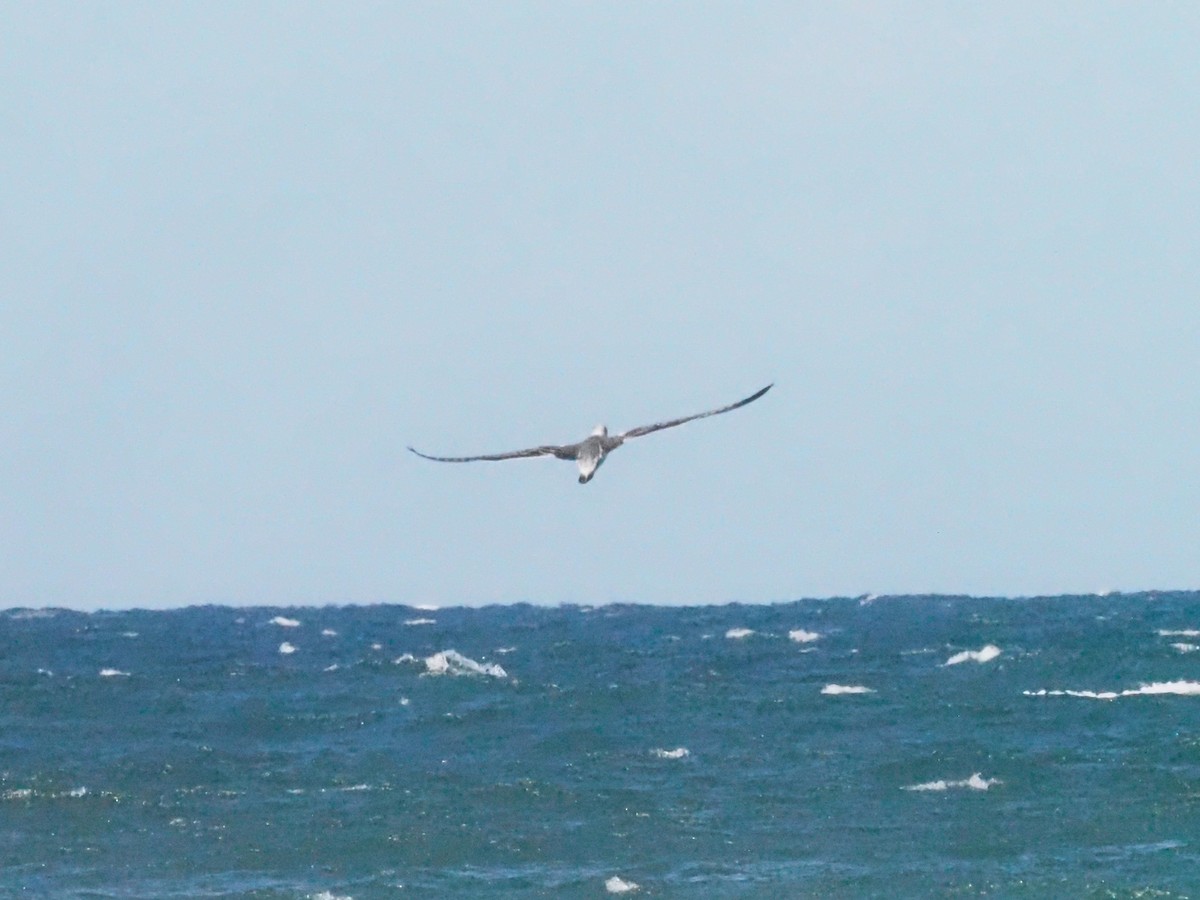 Australasian Gannet - ML620720303