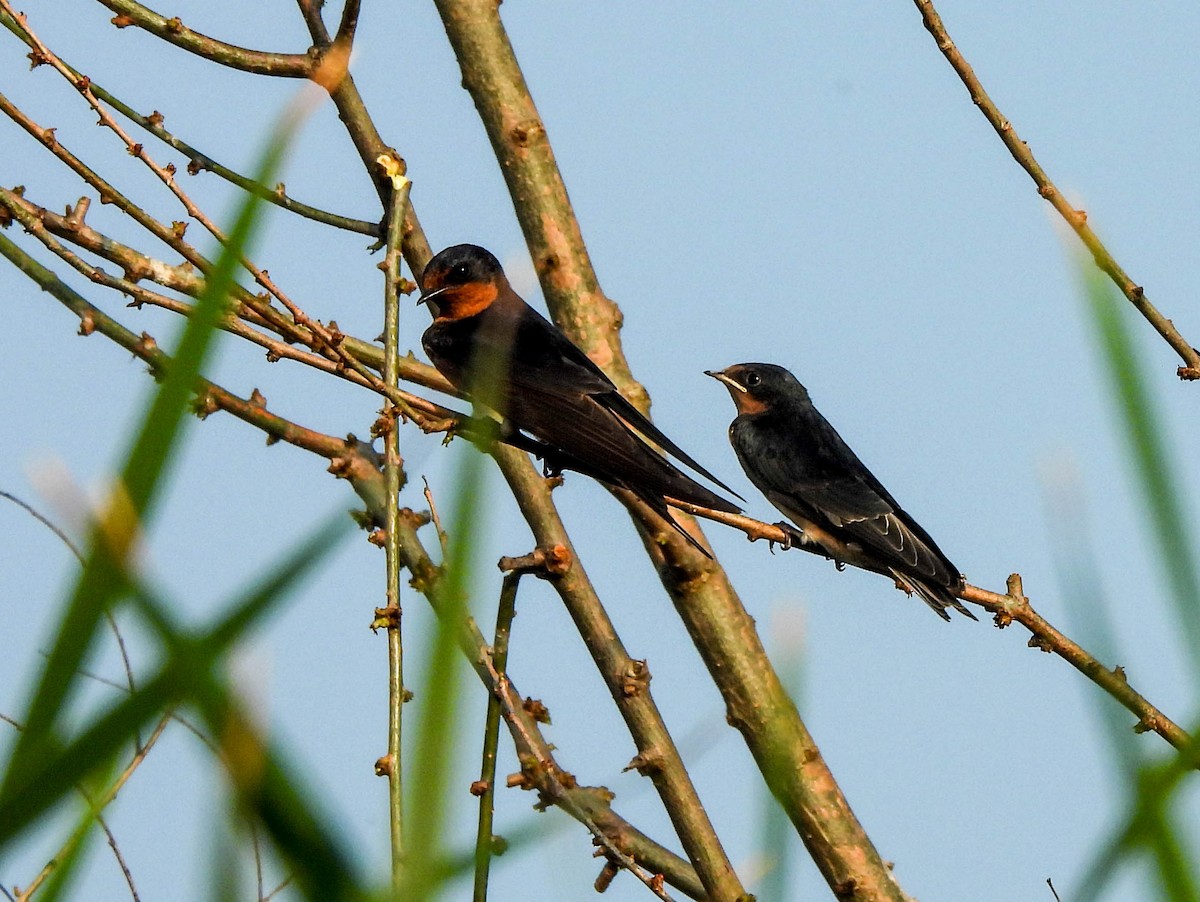 Barn Swallow - ML620720304