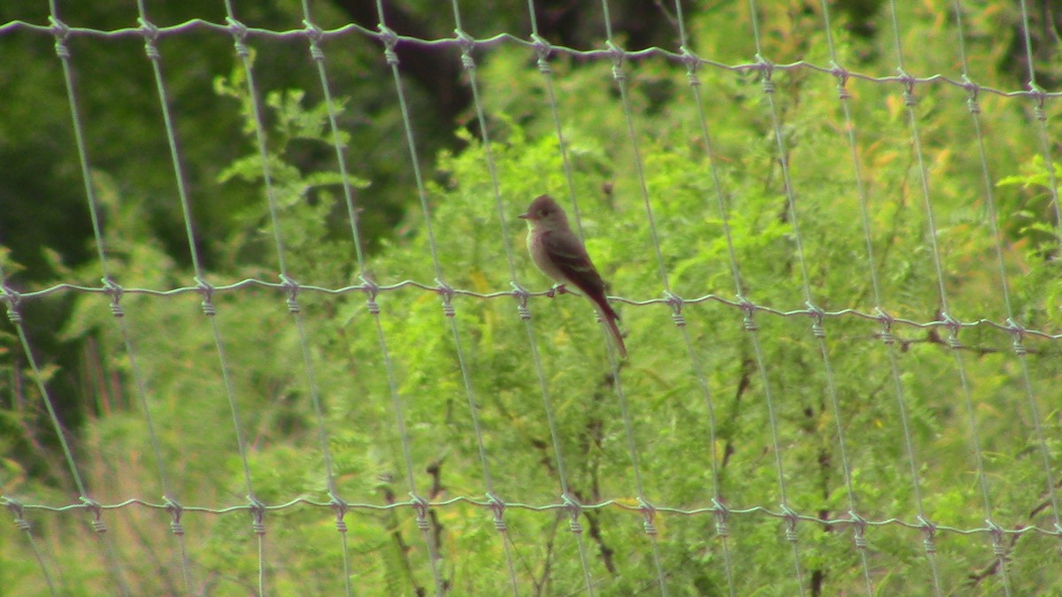 Western Wood-Pewee - ML620720305