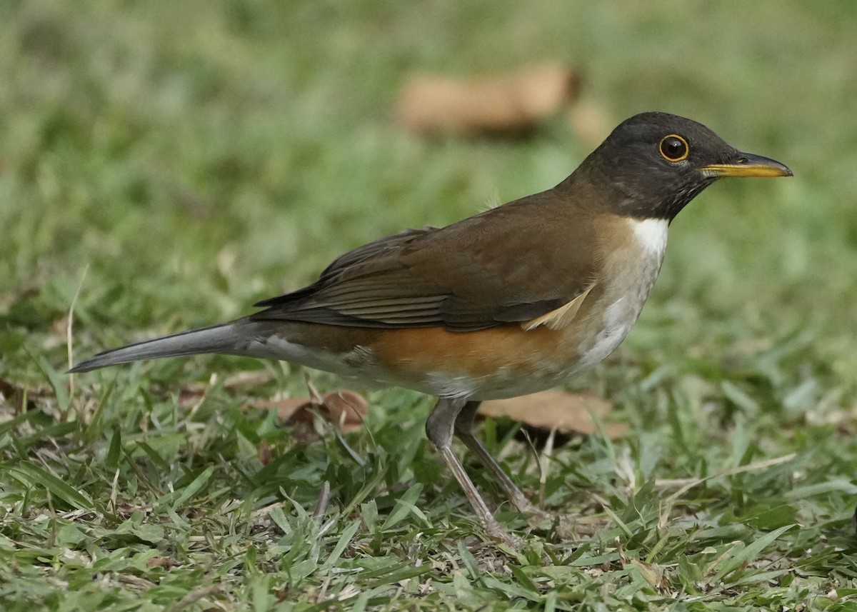 White-necked Thrush - ML620720307