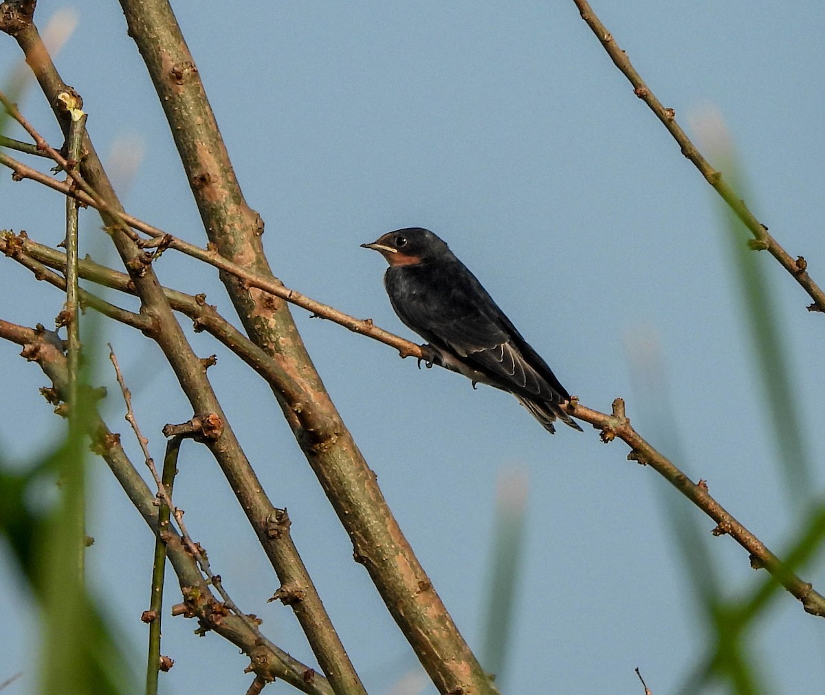 Barn Swallow - ML620720309