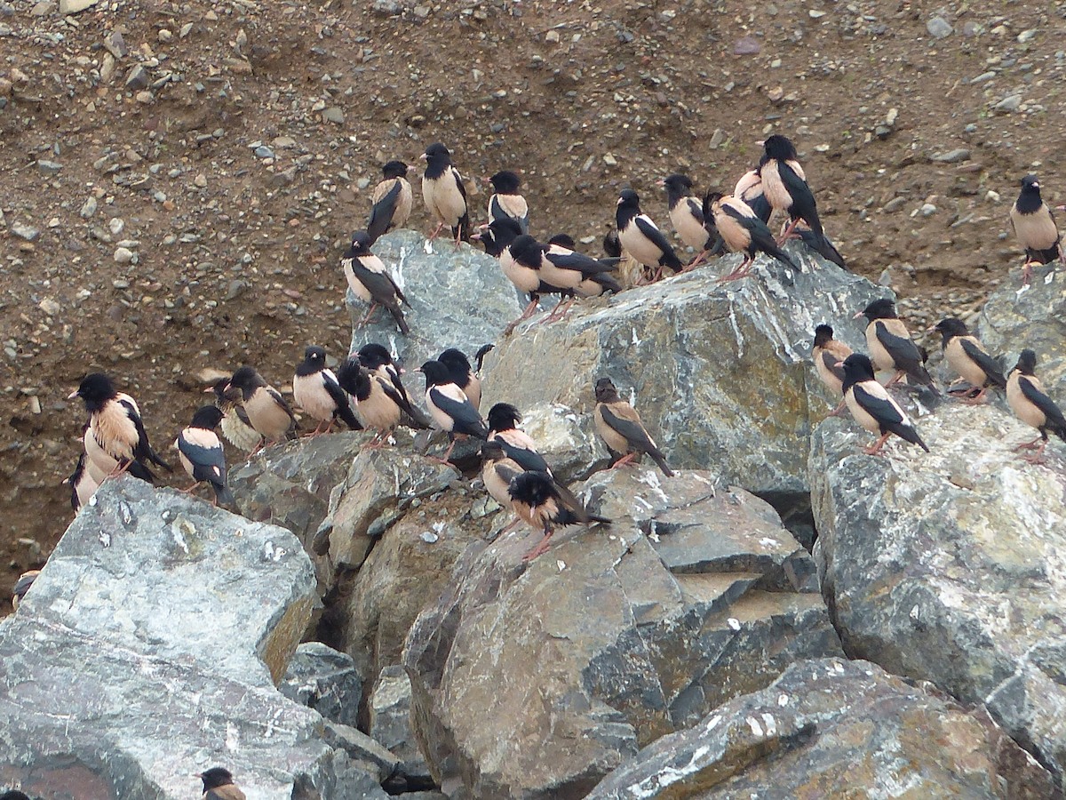 Rosy Starling - ML620720310