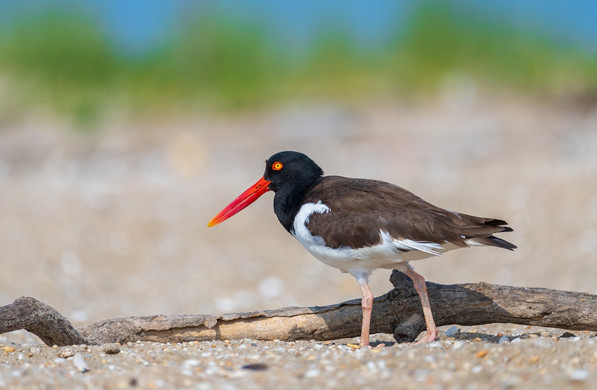 American Oystercatcher - ML620720311