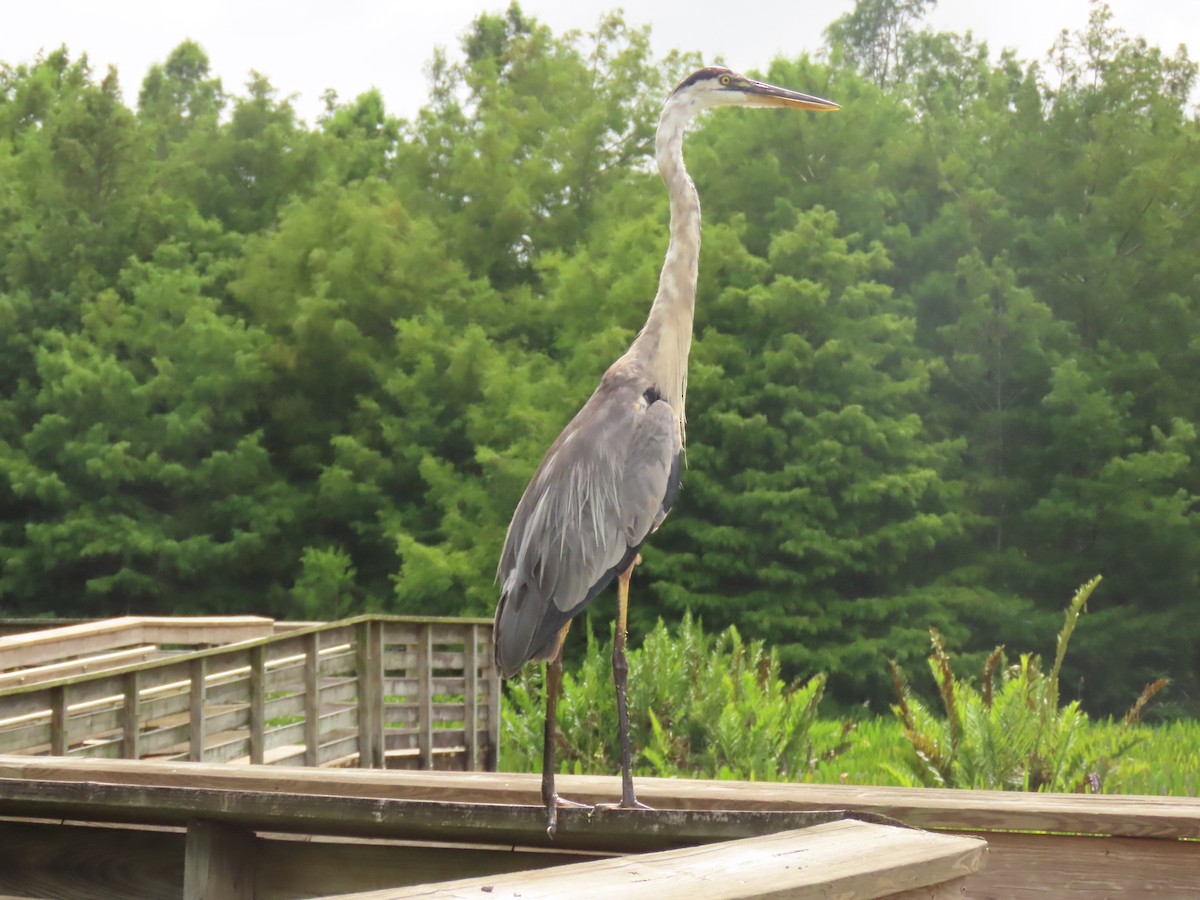 Great Blue Heron - ML620720313