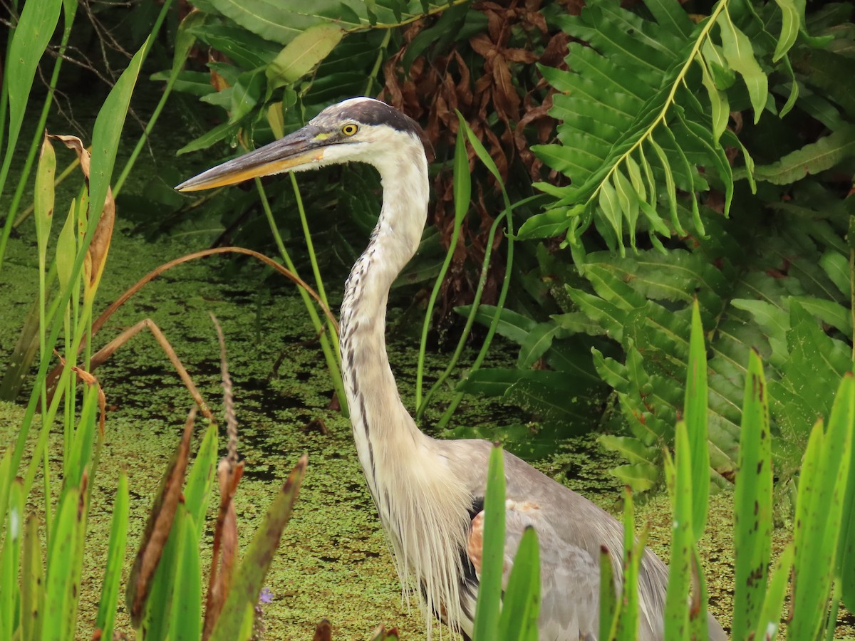 Great Blue Heron - ML620720314