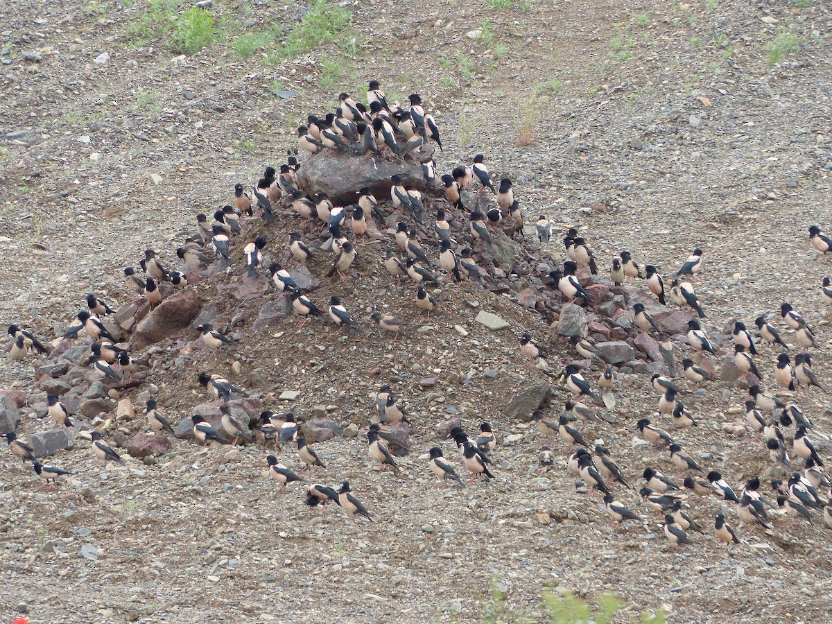 Rosy Starling - ML620720315