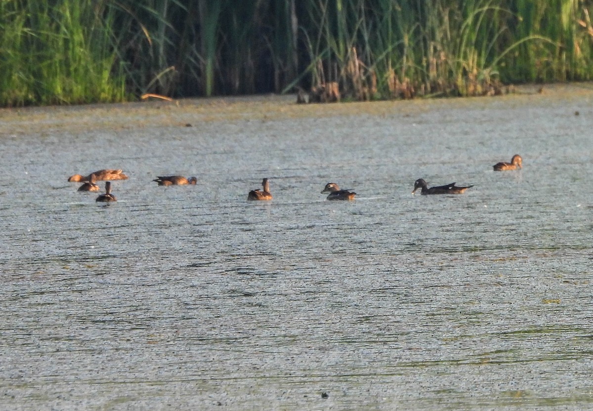 Wood Duck - ML620720316