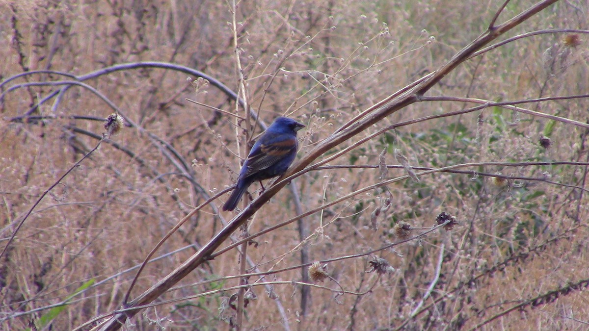 Blue Grosbeak - Owen Anderson