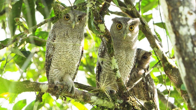 Pacific Screech-Owl - ML620720320