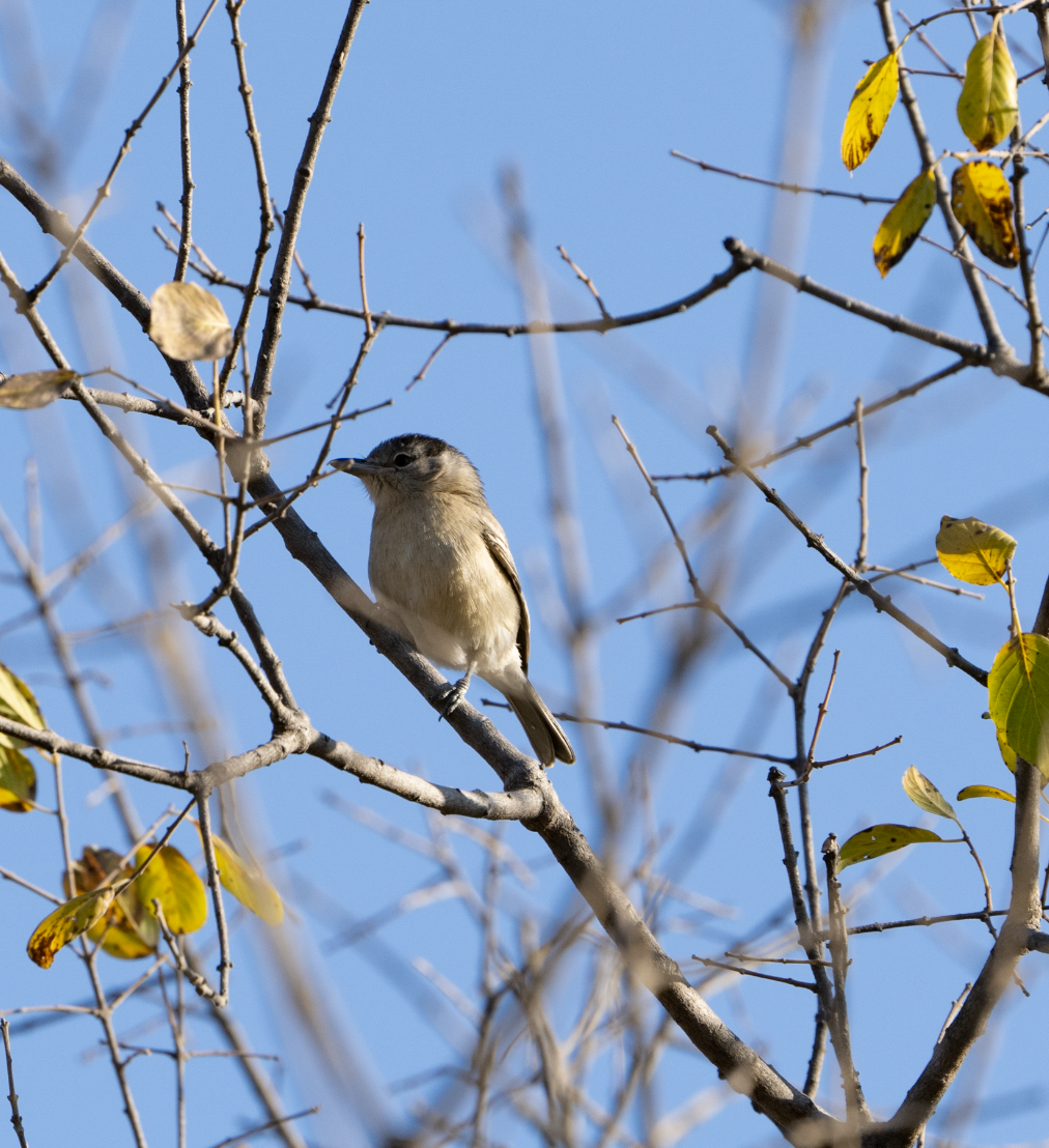 Black-backed Puffback - ML620720321