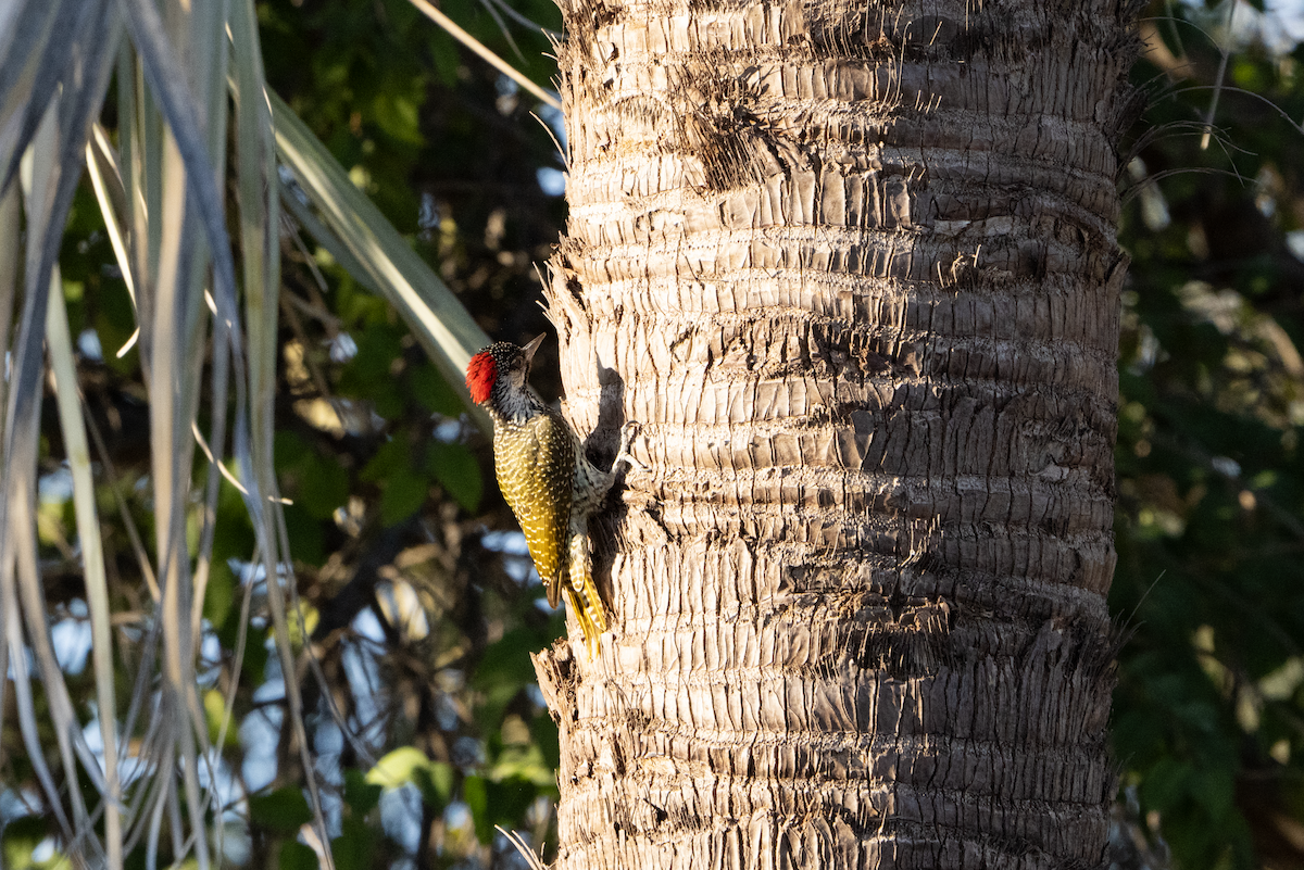 Golden-tailed Woodpecker - ML620720326
