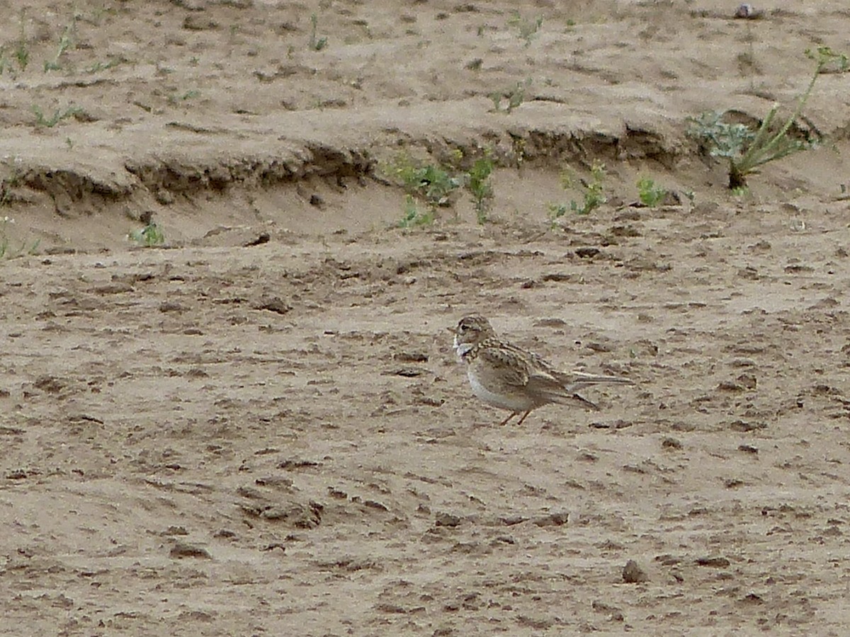 Turkestan Short-toed Lark - Jenny Bowman