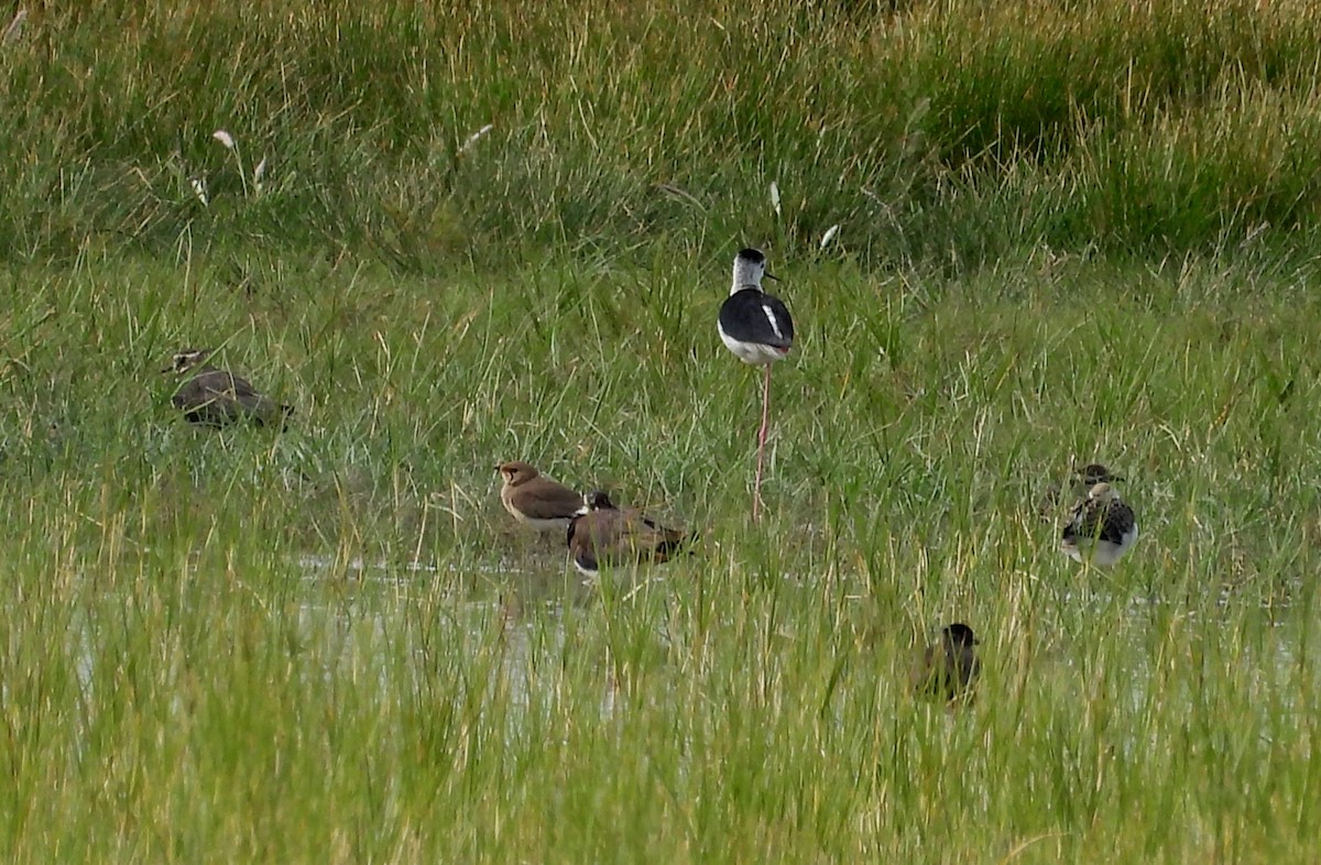 Collared Pratincole - ML620720328