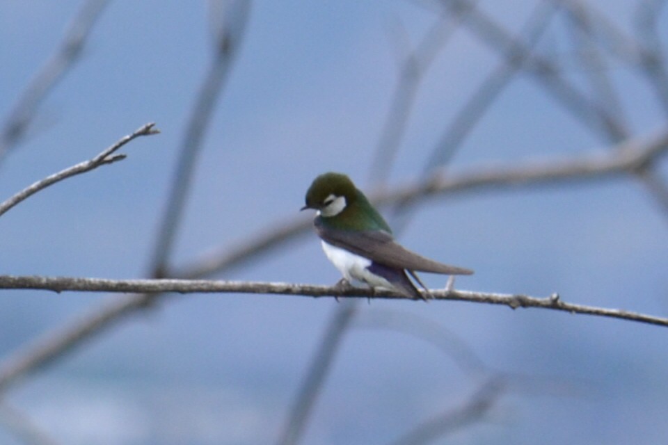 Hirondelle à face blanche - ML620720330