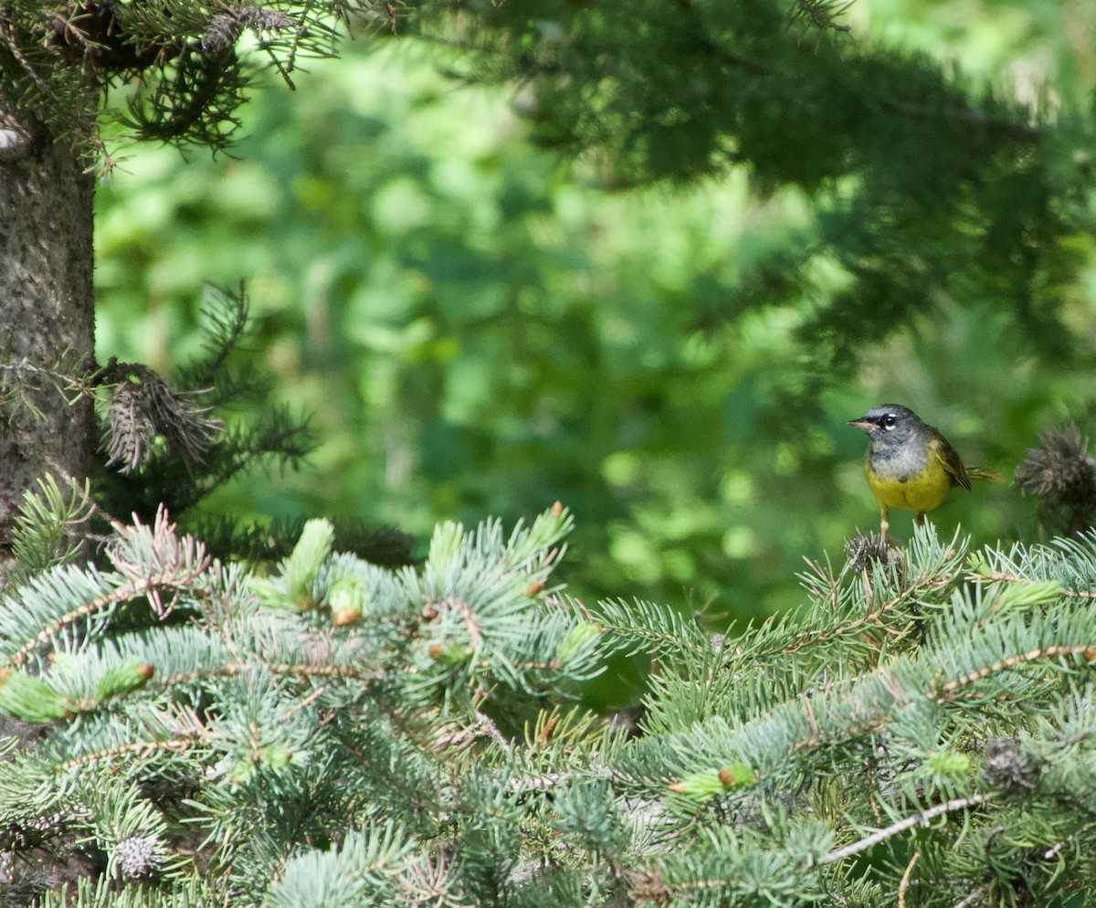 MacGillivray's Warbler - ML620720331