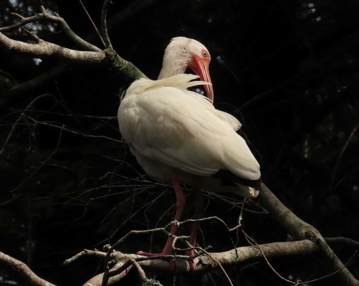 ibis bílý - ML620720334