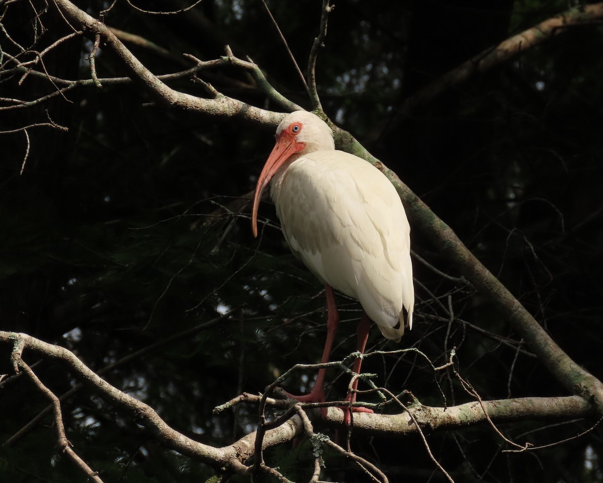 White Ibis - Laurie Witkin