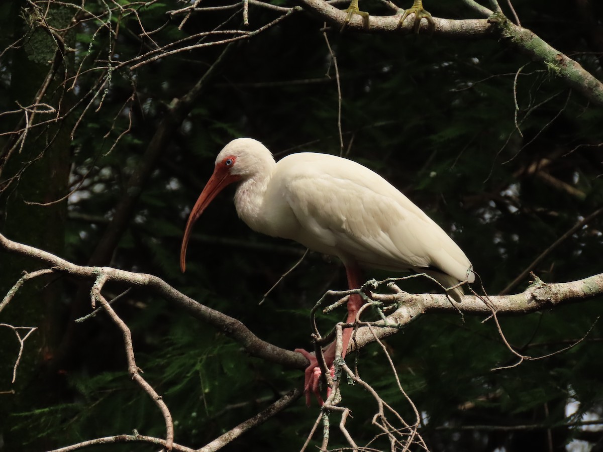 ibis bílý - ML620720337