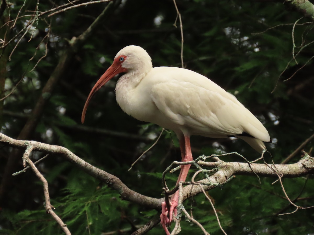 ibis bílý - ML620720338