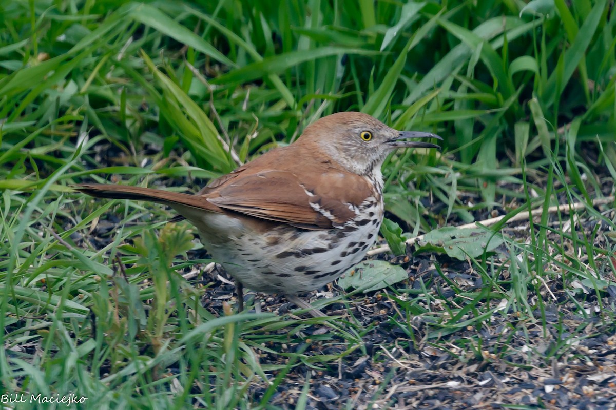 Brown Thrasher - ML620720341