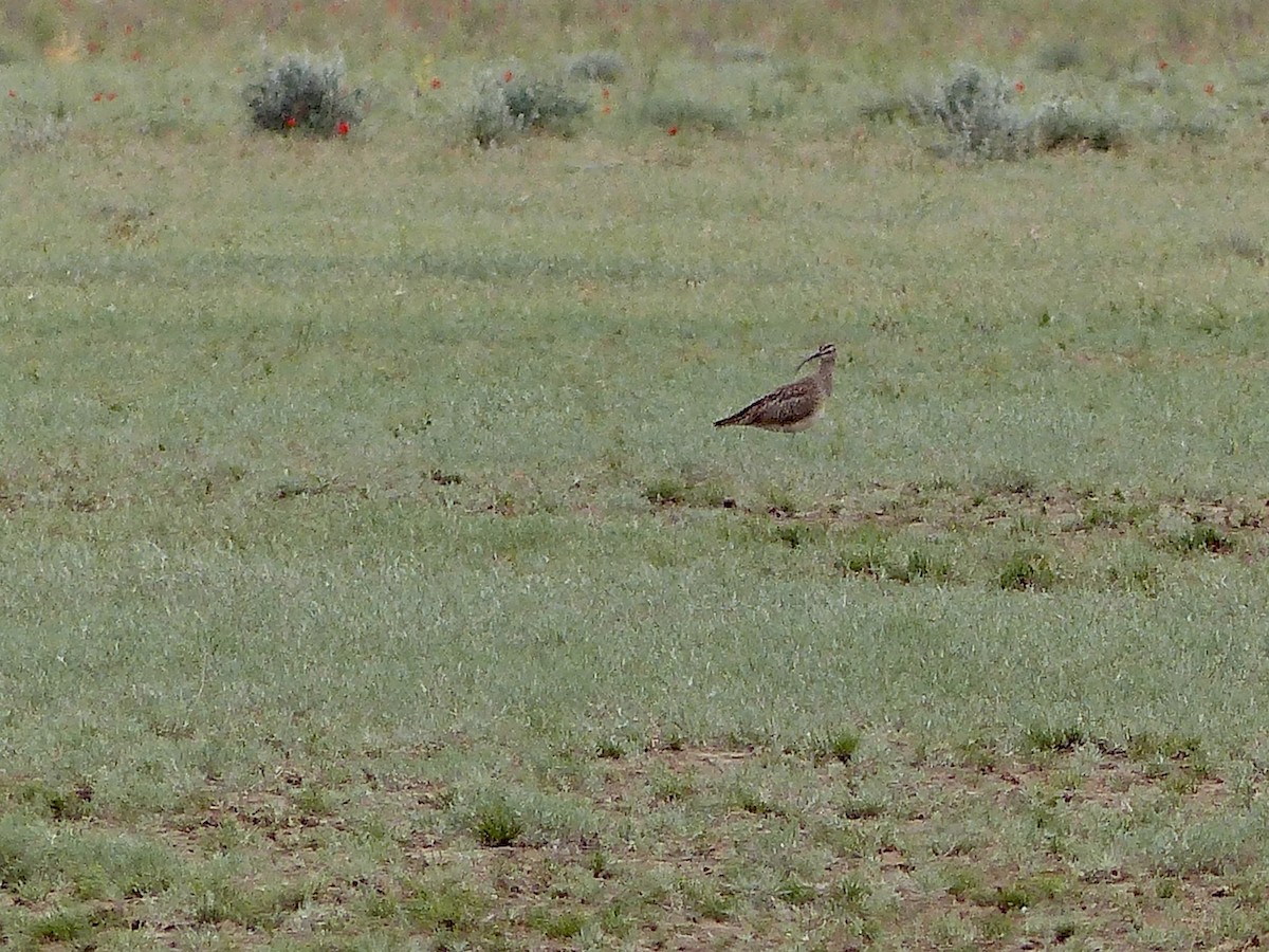 チュウシャクシギ（phaeopus） - ML620720348