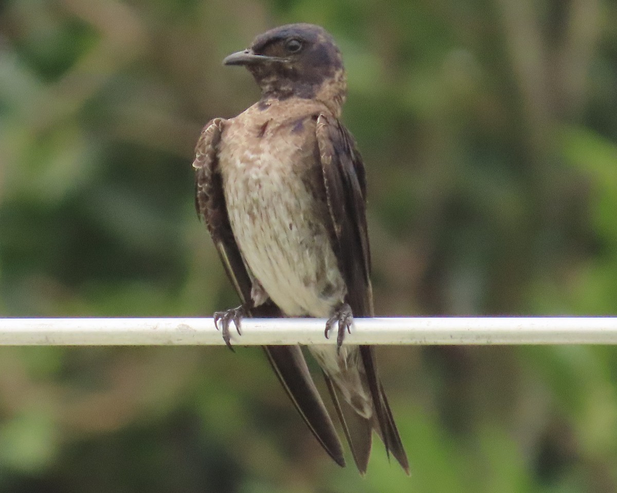 Purple Martin - ML620720352