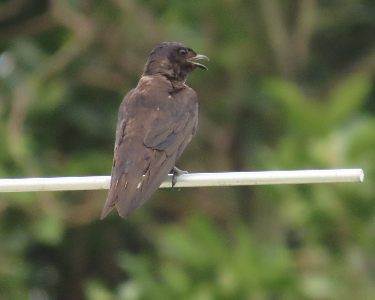 Purple Martin - ML620720356