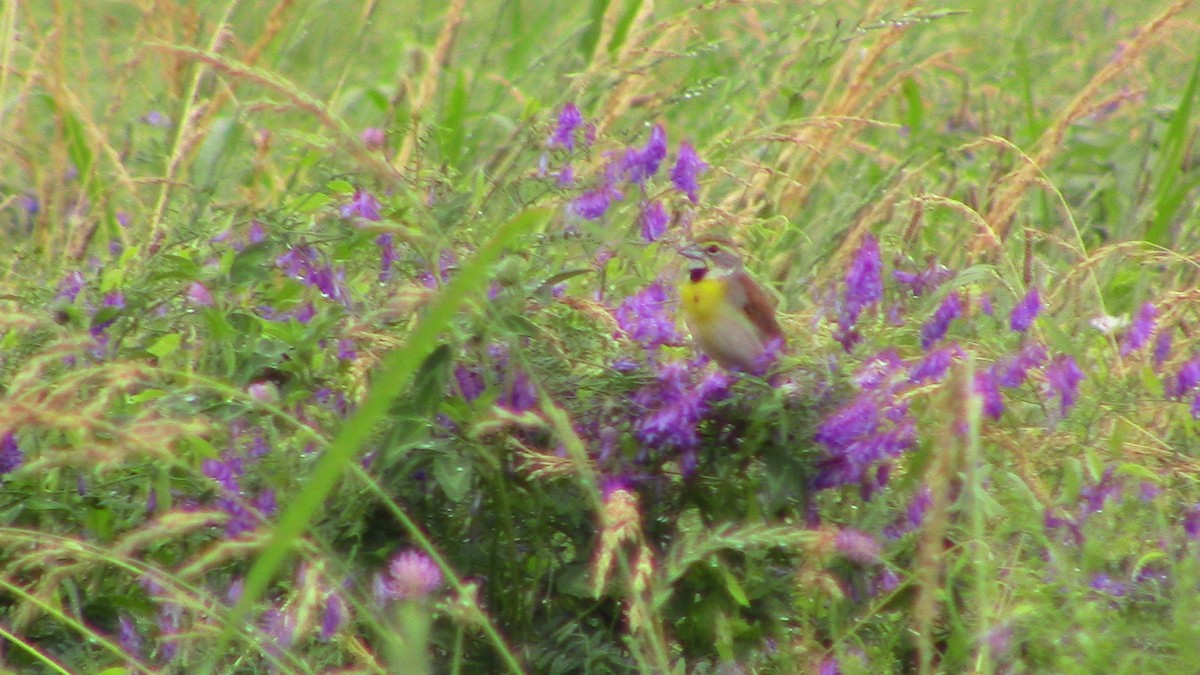 Dickcissel - ML620720361